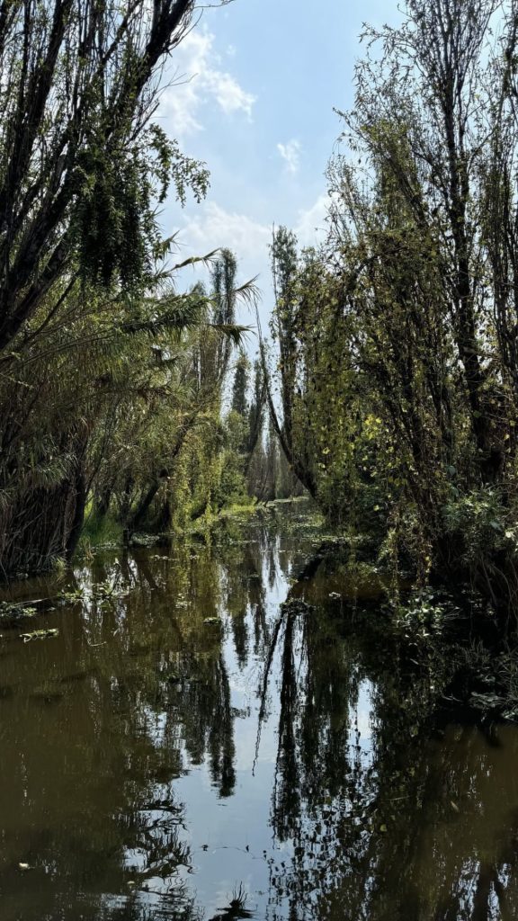 En este gesto, la ancestral sabiduría chinampera, esa ingeniería hidráulica prehispánica que desafía la noción moderna de productividad, se confronta con la presencia foránea, la mirada rusa depositada sobre un fragmento de tierra que respira historia. 